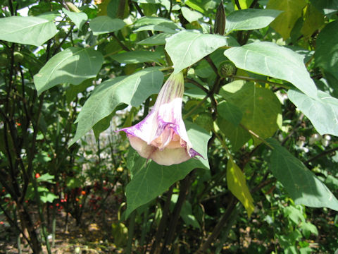 Datura metel