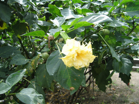 Datura metel