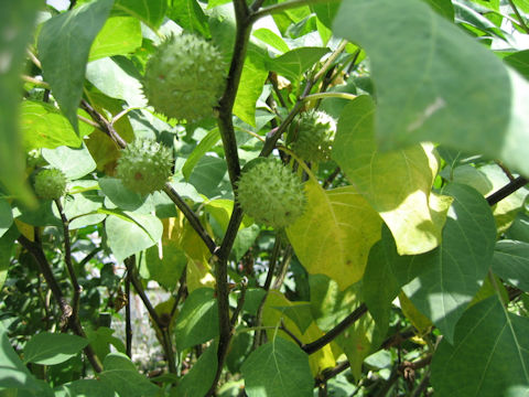 Datura metel