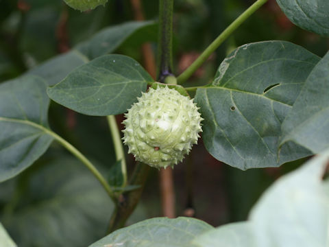 Datura metel