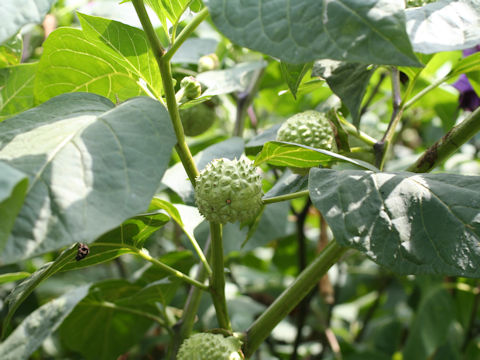 Datura metel