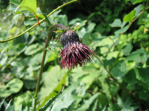 Cirsium chokaiense