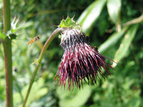 Cirsium chokaiense