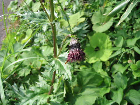 Cirsium chokaiense