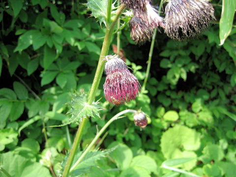 Cirsium chokaiense