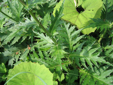 Cirsium chokaiense