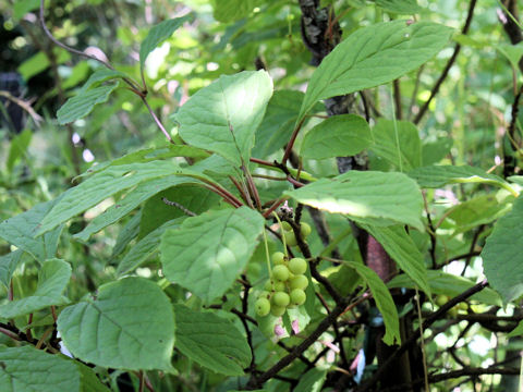 Schisandra chinensis