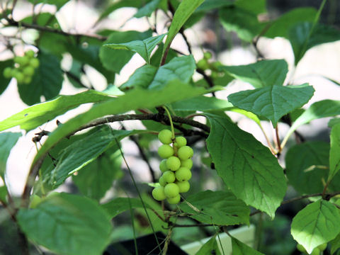 Schisandra chinensis