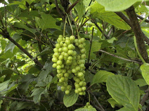 Schisandra chinensis