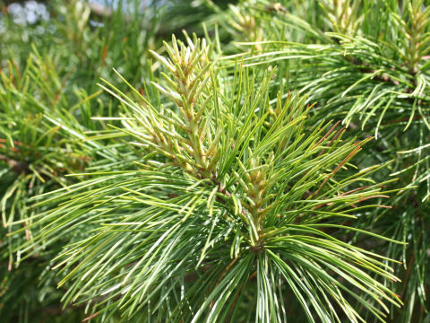 Pinus koraiensis