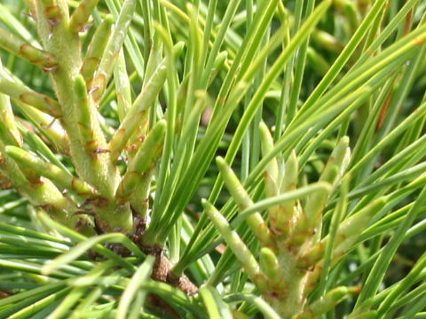 Pinus koraiensis