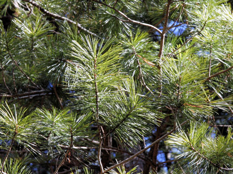 Pinus koraiensis