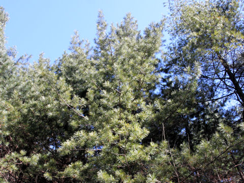 Pinus koraiensis