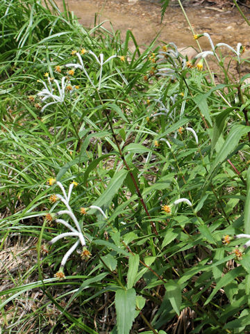 Arnica mallatopus