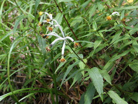 Arnica mallatopus