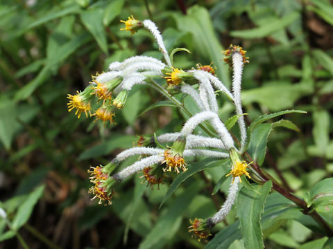 Arnica mallatopus