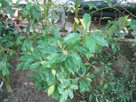 Syzygium aromaticum