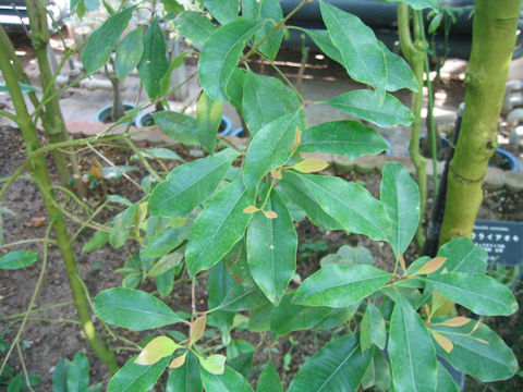 Syzygium aromaticum