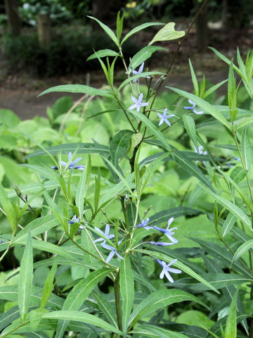 Amsonia elliptica