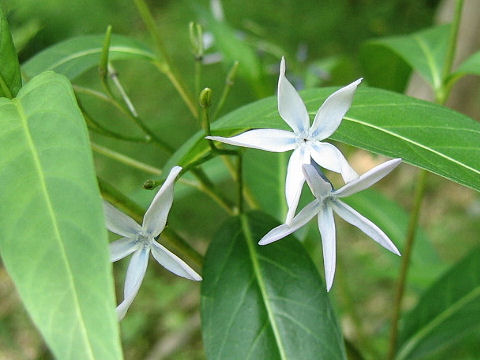 Amsonia elliptica