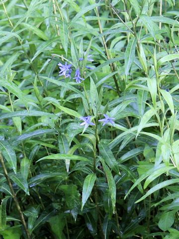 Amsonia elliptica