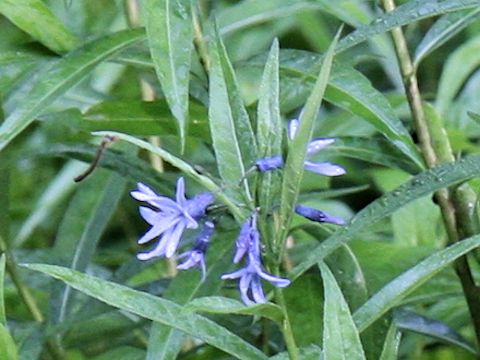 Amsonia elliptica