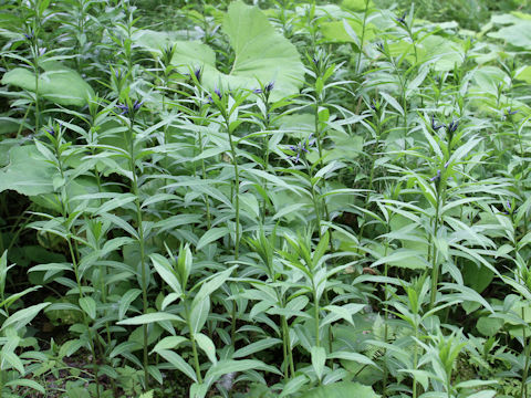 Amsonia elliptica