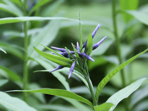 Amsonia elliptica