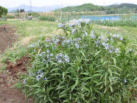 Amsonia elliptica