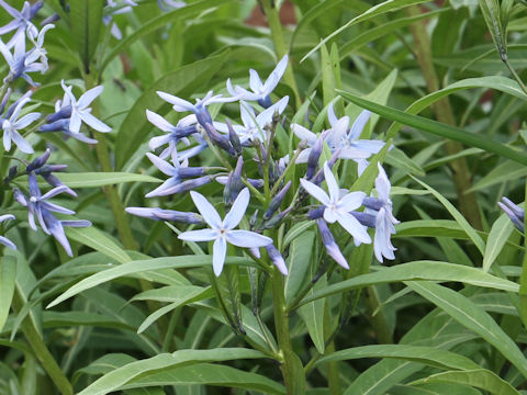 Amsonia elliptica