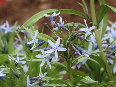 Amsonia elliptica