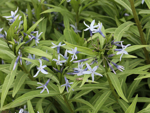 Amsonia elliptica