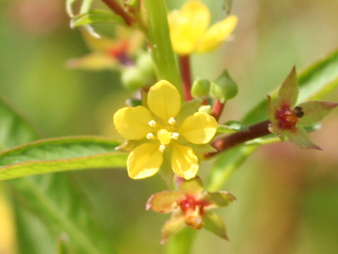 Ludwigia epilobioides