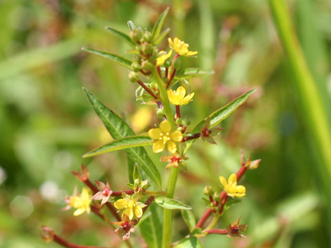 Ludwigia epilobioides