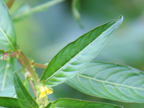 Ludwigia epilobioides