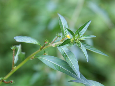 Ludwigia epilobioides