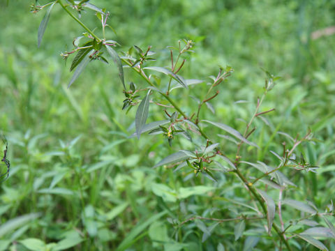 Ludwigia epilobioides