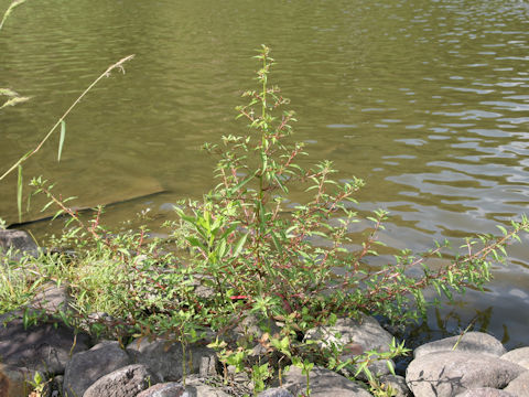 Ludwigia epilobioides