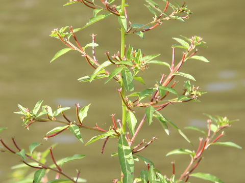 Ludwigia epilobioides