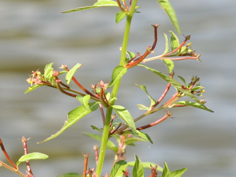 Ludwigia epilobioides