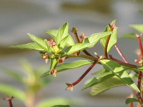 Ludwigia epilobioides