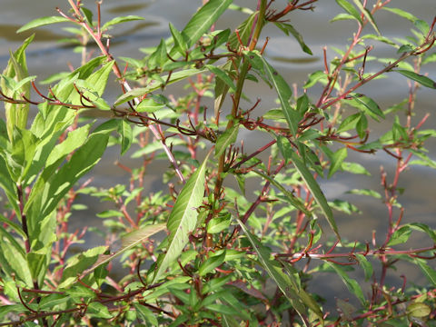 Ludwigia epilobioides