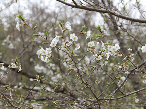 Prunus apetata