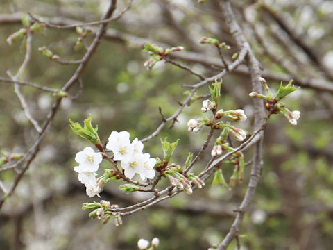 Prunus apetata