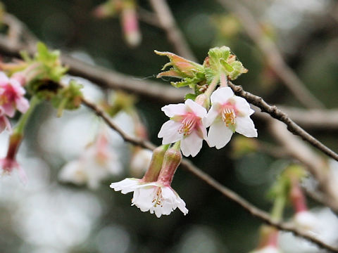 Prunus apetata