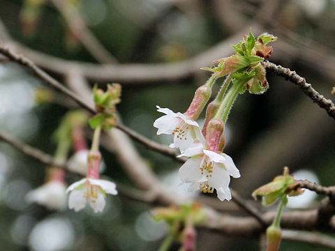 Prunus apetata