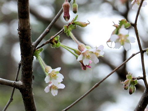 Prunus apetata