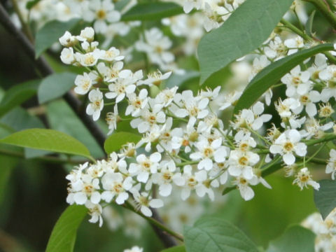 Prunus virginiana