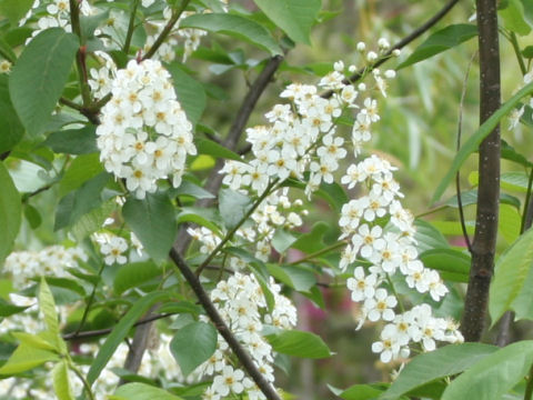 Prunus virginiana