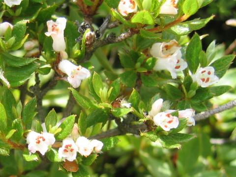 Rhododendron tschonoskii var. tetramerum